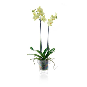 VASO TRASPARENTE "PORTO" CON SUPPORTO PER ORCHIDEE DIAMETRO CM 14 COMPLETO... - Ilgrandebazar