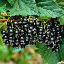 Carica l'immagine nel visualizzatore di Gallery, 5
