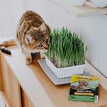 Carica l'immagine nel visualizzatore di Gallery, GimCat Hydro-Grass per gatti - Cibo complementare - Anti-Hairball...