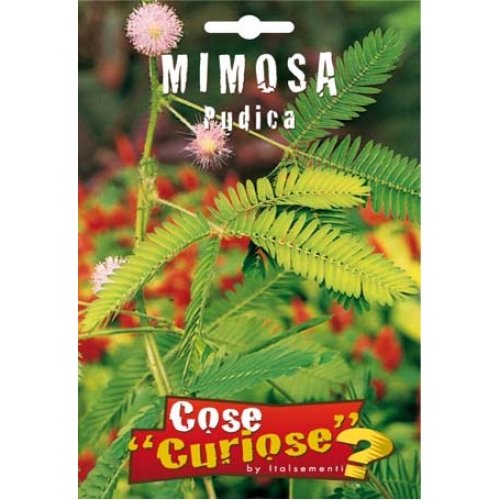 Semi - Mimosa Pudica - Ilgrandebazar