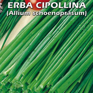 ERBA CIPOLLINA (Allium schoenoprasum) - SEMI - Ilgrandebazar