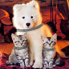 Carica l&#39;immagine nel visualizzatore di Gallery, NINGBO CHANSON Collare Antipulci per Cane e Gatto, 60cm Collare... - Ilgrandebazar
