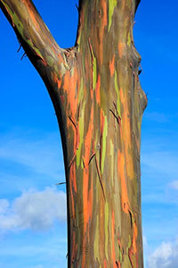 Albero arcobaleno - Eucalyptus deglupta - 50 semi - rarità !!! - Ilgrandebazar