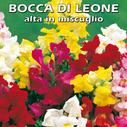 BOCCA DI LEONE ALTA IN MISCUGLIO (Antirrhinum manus) - SEMI - Ilgrandebazar