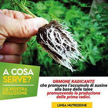Carica l'immagine nel visualizzatore di Gallery, Albagarden Ormone Radicante Per Talee E Piante Verdi Universale - Micorrize Incrementa La Crescita Naturale Delle Radici, Radicante In Polvere Per Talee Erbacee, Legnose E Arbustive - 100 gr