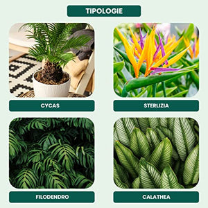 Concime Piante Verdi Tropicali 1kg - Fertilizzante Piante Verdi Naturale Per Cycas Con Azoto Organico, Fosforo E Potassio Per Foglie Sempre Verdi E Rigogliose - Il Paese Verde