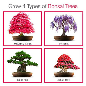 Coltivare il proprio kit bonsai - Facilmente crescere 4 tipi di alberi...