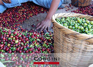 Caffè Corsini - American Coffee Miscela di Macinato per Caffè...