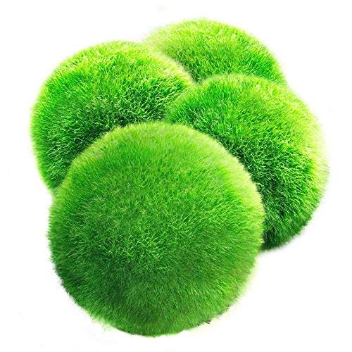 LUFFY 4 Palline di Muschio Gigante Marimo, esteticamente Belle e creano Un... - Ilgrandebazar