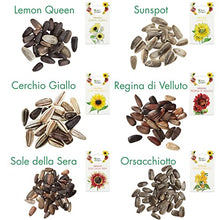 Carica l&#39;immagine nel visualizzatore di Gallery, OwnGrown Set Semi di Girasole - 6 Varietà di Semi di Girasole da Piantare - Semi di Girasole Giganti e Piccoli - Semi da Piantare - Semi per Fiori Alti