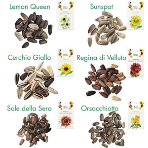 OwnGrown Set Semi di Girasole - 6 Varietà di Semi di Girasole da Piantare - Semi di Girasole Giganti e Piccoli - Semi da Piantare - Semi per Fiori Alti