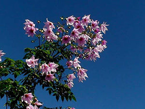 Dalia IMPERIALE (Dahlia IMPERIALIS) - 1 Tubero - Colore Rosa BULBI DA FIORE... - Ilgrandebazar