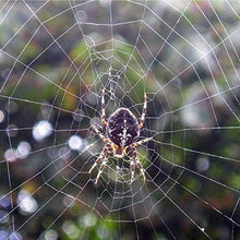 Carica l&#39;immagine nel visualizzatore di Gallery, Zig Zag, Insetticida, Magnatela, Insetticida per Ragni e Ragnatele ad alta...