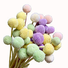 Carica l&#39;immagine nel visualizzatore di Gallery, INVISIKAYAK Craspedia Globosa Materiale Fiore Immortal 40pcs, Creamy-white - Ilgrandebazar
