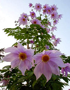 Dalia IMPERIALE (Dahlia IMPERIALIS) - 1 Tubero - Colore Rosa BULBI DA FIORE... - Ilgrandebazar