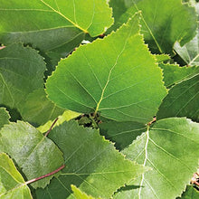Carica l'immagine nel visualizzatore di Gallery, Weleda Olio Cellulite Betulla, trattamento degli inestetismi della cellulite a base di foglie di betulla bio per una pelle visibilmente più liscia e morbida (1X100 ml)