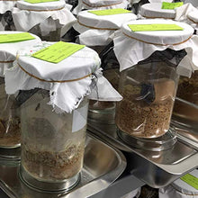 Carica l&#39;immagine nel visualizzatore di Gallery, PIC Trappola Anti Tarme del Cibo - Confezione da 3 buste con due trappole = 6 pezzi – Trappola di colla per farfalline del cibo, trappole ai feromoni acchiappa tarme alimentari