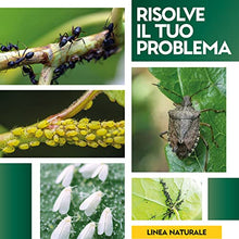 Carica l'immagine nel visualizzatore di Gallery, Albagarden - Sapone Molle di Potassio x 1 Litro - Corroborante Naturale Effetto Insetticida Piante Bio - Potenzia Le Difese Delle Piante Da Insetti Cocciniglia Pidocchi Ragnetto Rosso Cimici Spray