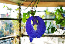 Carica l&#39;immagine nel visualizzatore di Gallery, Blue Butterfly Pea Flowers (Clitoria Ternatea/Anchan) - Magic Colour...