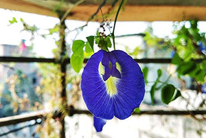 Blue Butterfly Pea Flowers (Clitoria Ternatea/Anchan) - Magic Colour...