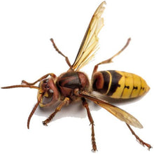 Carica l&#39;immagine nel visualizzatore di Gallery, 3