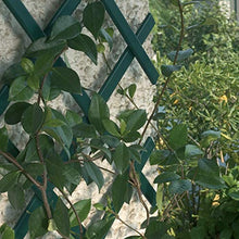 Carica l&#39;immagine nel visualizzatore di Gallery, Treplas 0,50x2 m, Verde, Traliccio Estensibile in PVC per Sostegno a Muro di Fiori e Piante Rampicanti