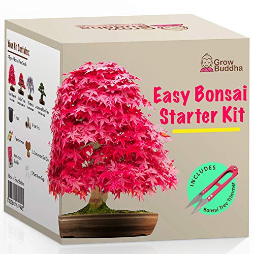Coltivare il proprio kit bonsai - Facilmente crescere 4 tipi di alberi...