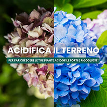 Carica l'immagine nel visualizzatore di Gallery, Concime Ortensie In Grani - Concime Acidofile Per Piante Come Azalee E Camelie. Fertilizzante Piante Granulare, Mantiene Acido Il Terreno Aiutando La Crescita Delle Piante - Il Paese Verde, marrone