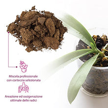 Carica l&#39;immagine nel visualizzatore di Gallery, GebEarth - Terriccio per Orchidee, Substrato per Orchidee da 1 Litro【 Terriccio Professionale per tutte le Orchidee 】