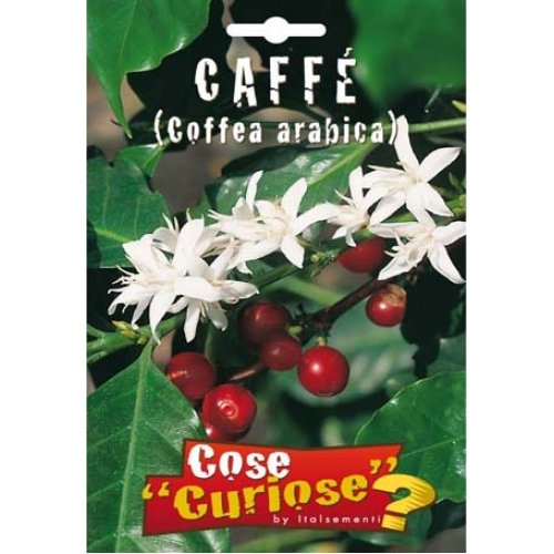 Semi - Caffè (Coffea arabica) - Ilgrandebazar