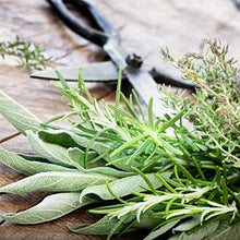 Carica l'immagine nel visualizzatore di Gallery, Owngrown - Set Di Semi Di Erbe Semi Da Piantare - 12 Erbe Per Giardino E Cucina . Semi Di Prezzemolo, Erbe Di Provenza, Erbe Italiane, Semi Di Coriandolo, Semi Di Aneto