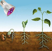 Carica l&#39;immagine nel visualizzatore di Gallery, Piante Lampada a LED, 4 pezzi 40W E27 Grow Bulbs per Semina, Crescita, 40w*4 - Ilgrandebazar