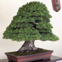 Carica l&#39;immagine nel visualizzatore di Gallery, TERRICCIO PER BONSAI 5 Litri - Ilgrandebazar