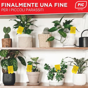 Insetticida moscerini piante interno adesivi gialli 60 Trappole - Moscerini in casa - trappola moscerini - trappola per moscerini - PIC
