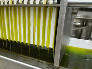 5 litri - Olio extravergine di oliva BIOLOGICO monovarietale LECCINO...