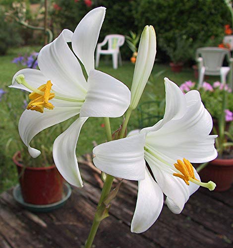 Bulbi da Fiore ALTA QUALITA' per Giglio della Madonna - Lilium Candidum - Ilgrandebazar