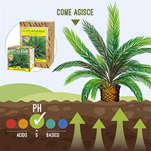 Carica l&#39;immagine nel visualizzatore di Gallery, I Consigli Dell&#39;Esperto Cycasana Concime Specifico per Cycas