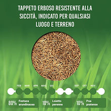 Carica l&#39;immagine nel visualizzatore di Gallery, LERAVA CHAMPION - semi prato resistente - sementi prato resistenti alla siccità - seme prato poca acqua - calpestabile - adatti a tutti i luoghi e tipi di terreno - 30m²