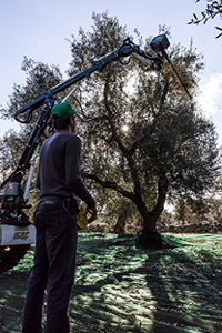 5 litri - Olio extravergine di oliva BIOLOGICO monovarietale LECCINO...