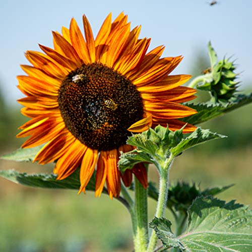 Saterkali Semi di girasole, 100 pezzi/borsa Semi di girasole Pianta annuale  Piantine di fiori di margherita viola per giardinaggio Semi di girasole :  : Giardino e giardinaggio