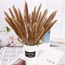 Carica l'immagine nel visualizzatore di Gallery, WELLXUNK Erba di Pampa Secca Naturale, phragmites Colore Primario