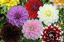 Carica l&#39;immagine nel visualizzatore di Gallery, Dalia DECORATIVA - 3 Tuberi Bulbi di Dahlia - BULBI DA FIORE PRIMAVERILI - Ilgrandebazar