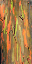 Carica l&#39;immagine nel visualizzatore di Gallery, Albero arcobaleno - Eucalyptus deglupta - 50 semi - rarità !!! - Ilgrandebazar