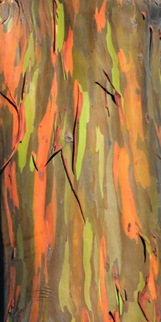 Albero arcobaleno - Eucalyptus deglupta - 50 semi - rarità !!! - Ilgrandebazar