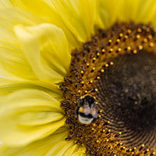 Carica l&#39;immagine nel visualizzatore di Gallery, OwnGrown Set Semi di Girasole - 6 Varietà di Semi di Girasole da Piantare - Semi di Girasole Giganti e Piccoli - Semi da Piantare - Semi per Fiori Alti