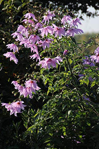 Dalia IMPERIALE (Dahlia IMPERIALIS) - 1 Tubero - Colore Rosa BULBI DA FIORE... - Ilgrandebazar