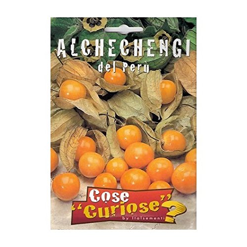 Semi - Alchechengi (Physalis alkekengi) - Ilgrandebazar