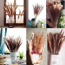 Carica l'immagine nel visualizzatore di Gallery, WELLXUNK Erba di Pampa Secca Naturale, phragmites Colore Primario