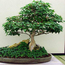 Carica l&#39;immagine nel visualizzatore di Gallery, TERRICCIO PER BONSAI 5 Litri - Ilgrandebazar