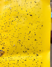 Carica l&#39;immagine nel visualizzatore di Gallery, Ecwin 20 Pezzi Trappola per Mosche Trappole Appiccicose Gialle Plant 20 - Ilgrandebazar